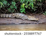 Spectacled caiman (Caiman crocodilus) or Common Caiman, crocodilian reptile found in Refugio de Vida Silvestre Cano Negro, Costa Rica wildlife