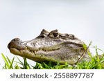 Spectacled caiman (Caiman crocodilus) or Common Caiman, crocodilian reptile found in Refugio de Vida Silvestre Cano Negro, Costa Rica wildlife