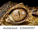 Spectacled caiman (Caiman crocodilus) eye
