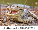 The spectacled caiman (Caiman crocodilus), also known as the white caiman or common caiman, is a crocodilian reptile found in much of Latin America, Caño Negro, Costa Rica, Central America