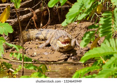 The spectacled caiman (Caiman crocodilus), also known as the white caiman or common caiman, is a crocodilian reptile found in much of Latin America, Caño Negro, Costa Rica, Central America