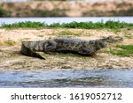 Spectacled Caiman, caiman crocodilus, Los Lianos in Venezuela  