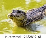 Spectacled Caiman, Caiman crocodilus,  Malagana, Wildlife  in Colombia
