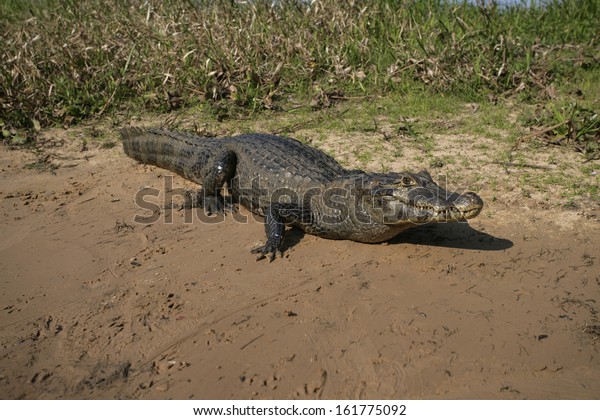 Spectacled caiman, Caiman crocodilus, single animal by\
water, Brazil 