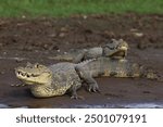 Spectacled Caiman (Caiman crocodilus) two adults reating on muddy river bank

Cano Negro, Costa Rica,             March