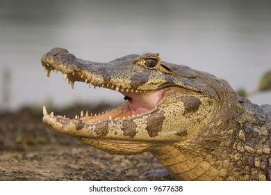 Spectacled caiman (caiman crocodilus) in the wild in the northern Pantanal, Mato Grosso, Brazil