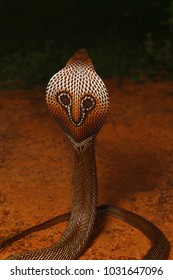 52 Big 4 Venomous Snakes India Images, Stock Photos & Vectors ...