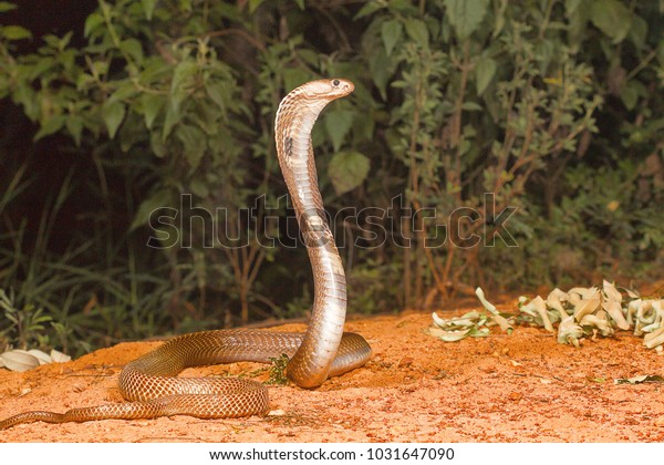 Spectacled cobra, Naja naja, Bangalore,\
Karnataka. The Indian cobra is one the big four venomous species\
that inflict the most snakebites on humans in\
India