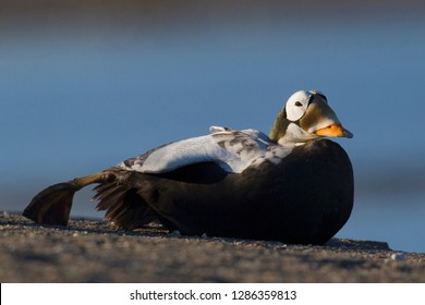 Spectacled Eider Duck