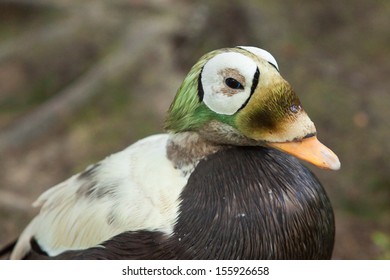 Spectacled Eider Duck
