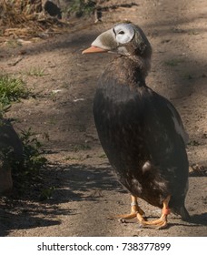 Spectacled Eider Duck