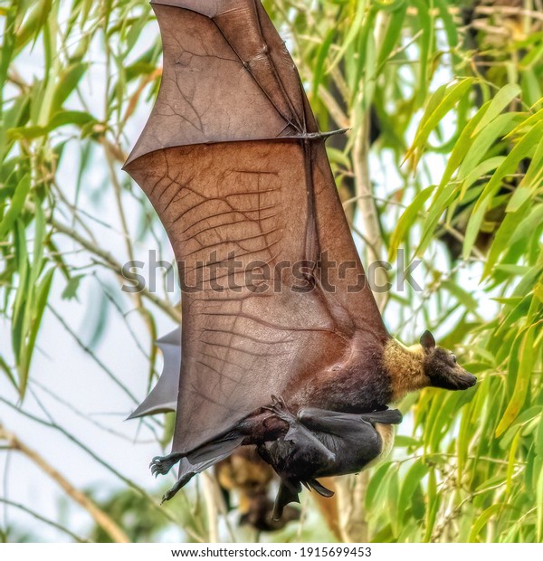 Spectacled flying fox flying\
with pup 