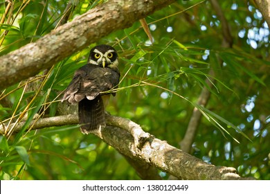 Spectacled owl (Pulsatrix perspicillata) is a large tropical owl native to the neotropics. It is a resident breeder in forests from southern Mexico and Trinidad, through Central America