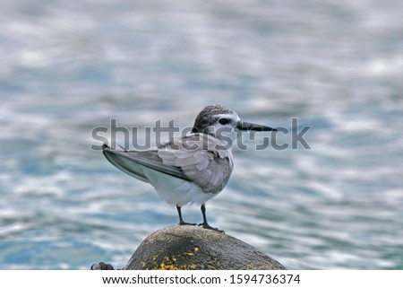 Spectacled tern (Onychoprion lunatus), also known as the grey-backed tern in tropical seas in Polynesia.