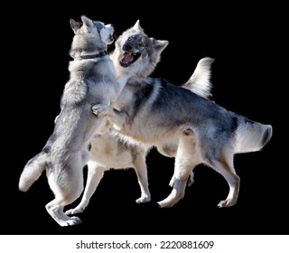 Spectacular 3 Fighting Dogs On A Black Background. 2 Wolf Dog, And An Husky Dog.