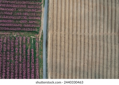 Spectacular aerial drone view of flower buds and pink in Aitona, Lleida, Near Barcelona, Europe. Rose romantic and love wedding landscape. Abstract air art