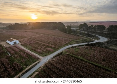 Spectacular aerial drone view of flower buds and pink in Aitona, Lleida, Near Barcelona, Europe. Rose romantic and love wedding landscape. Abstract air art