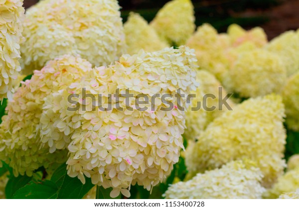 Spectacular Beautiful Flowers That Can Be Stock Photo Edit Now