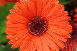 Spectacular Colour On An Orange Or Red Gerbera Daisy Flower Family Asteraceae With Water Droplets In Springtime In Italy