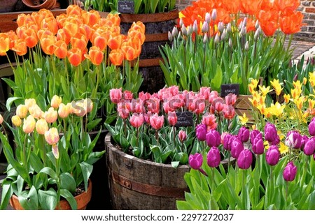 Spectacular display of spring flowering tulips - Colourful tulips in english flower cottage garden