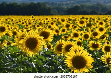 spectacular field of sunflowers in the Tuscan countryside