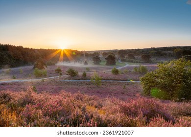 Spectacular golden sunrise with rays of sun over the blooming heather, which turned into field with a purple colour with some thin layers of fog. - Powered by Shutterstock