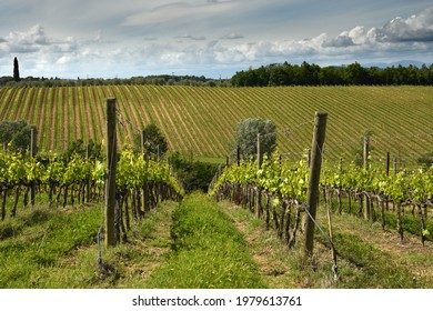 Spectacular landscape with green grapevines and blue cloudy sky at San Casciano Val di Pesa, area of great wine production of Chianti Classico wine. Tuscany. Italy