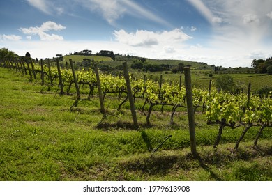 Spectacular landscape with green grapevines and blue cloudy sky at San Casciano Val di Pesa, area of great wine production of Chianti Classico wine. Tuscany. Italy
