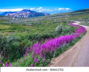 Spectacular Landscape Seen From The Shuttle Bus, The Only Means Of Transport That Can Make The Gravel Road Inside The Park. Denali National Park In Summer, Alaska, USA.