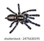 Spectacular male Poecilotheria metallica aka Peacock Tarantula. Top view, isolated on a white background.