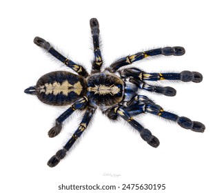 Espectacular macho Poecilotheria metallica