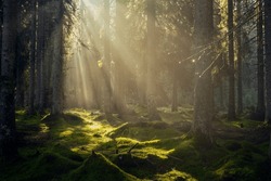 Spectacular Morning Sun Light Rays In The Forest. Green Forest During A Beautiful Summer Warm Day