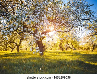 Spectacular ornamental garden with blooming lush trees in idyllic sunny day. Scenic image of trees in charming garden. Flowering orchard in spring time. Seasonal wallpaper. Beauty of earth, Ukraine.