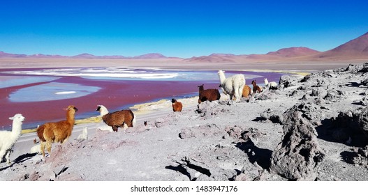 Spectacular panorama of Laguna Colorada (or Red lagoon) in Bolivia: a salt lake characterized by shallow waters rich in minerals and microorganisms, home to flamingos and llamas.