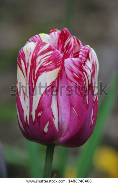 Spectacular Pink and White Parrot Tulip with\
soft pastel green\
background.