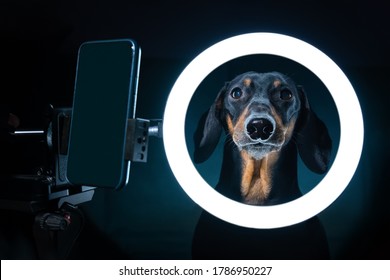 Spectacular Portrait Of Cute Blogger Dachshund With Cell Phone Stand With LED Ring Light, Shot In Dark.Freelance Dog Uses Specialized Equipment To Create Blog Content.