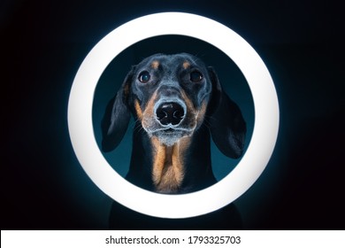 Spectacular Portrait Of Cute Blogger Dachshund With Cell Phone Stand With LED Ring Light, Shot In Dark.Freelance Dog Uses Specialized Equipment To Create Blog Content.