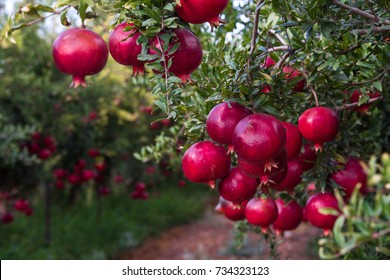 Spectacular ripe pomegranate autumn garden. Big and beautiful pomegranate fruits on trees.