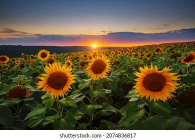 Spectacular scene of vivid yellow sunflowers in the evening. Location place Ukraine, Europe. Photo of ecology concept. Agrarian industry. Perfect wallpaper. Image of cultivation land. Beauty of earth.