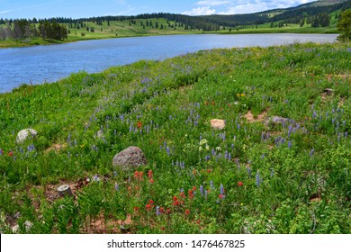 Spectacular Summer Wildflowers In A Field Nest To Dumont Lake Near Steamboat Springs, Colorado