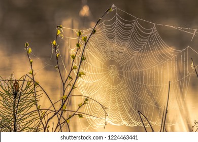 A spectacular sunrise on a river with a spider web on which the focus is placed. - Powered by Shutterstock