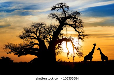 Spectacular sunset with baobab and giraffe on african savannah - Shutterstock ID 106355684