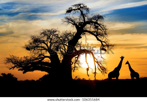 アフリカのサバンナに見事な夕日とバオバブとキリン の写真素材 今すぐ編集