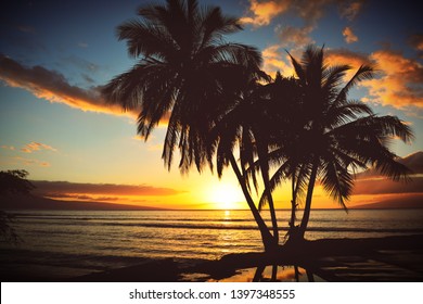 Beautiful Sunset Over Sea View Palms Stock Photo 181844201 | Shutterstock