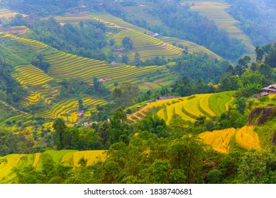 Spectacular terraced rice fields in Hoang Su Phi District (Ha Giang Province, Northeast Vietnam). This is harvest time. 