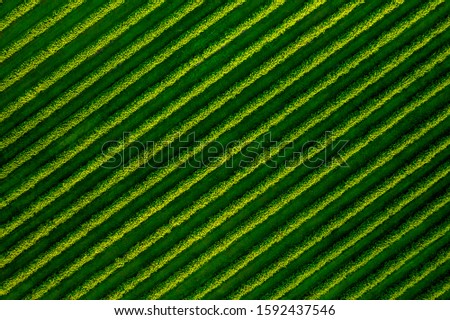 Spectacular top view of row blackcurrant bushes. Location rural place of Ukraine, Europe. Agricultural area. Drone photography. Spring wallpaper. Concept of agrarian industry. Beauty of earth.