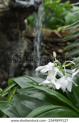 SPECTACULAR WHITE FLOWERS WITH A FRESH FLOWING ROCKY WATERFALL - clear running water with a rock ledge and large lush green leafy garden background featuring beautiful bright white blooms closeup 