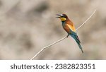 Spectacularly colorful and unmistakable long-billed insect-eater with a bright yellow throat, gemstone-blue belly, and flame-colored back.