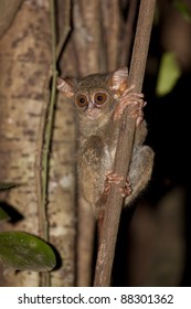 Spectral Tarsier (Tarsius Tarsier)