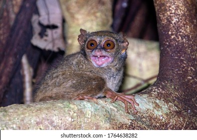 Spectral tarsier (Tarsius tarsier) with open mouth